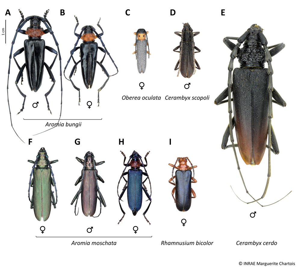 Aromia bungii