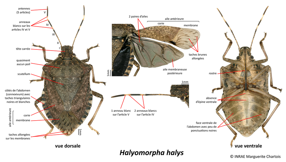 Halyomorpha halys