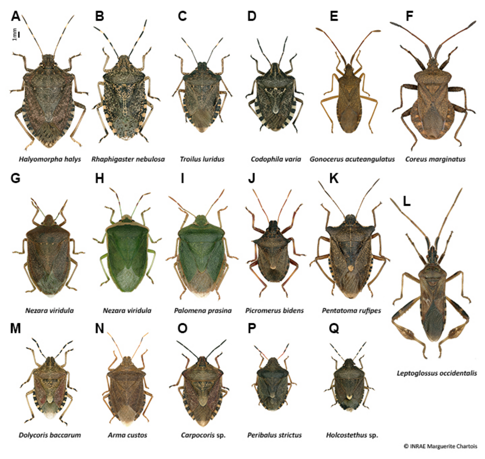 Halyomorpha halys