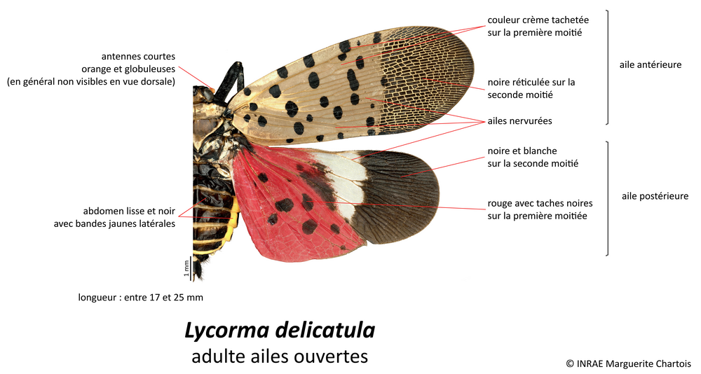 Lycorma delicatula