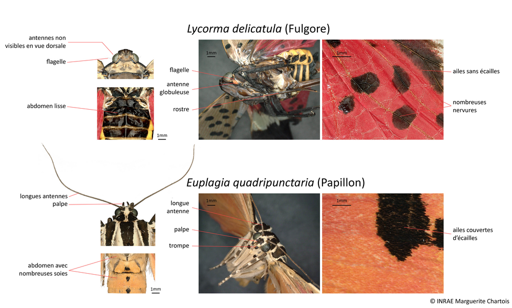 Lycorma delicatula