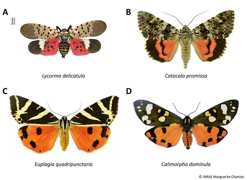 Lycorma delicatula