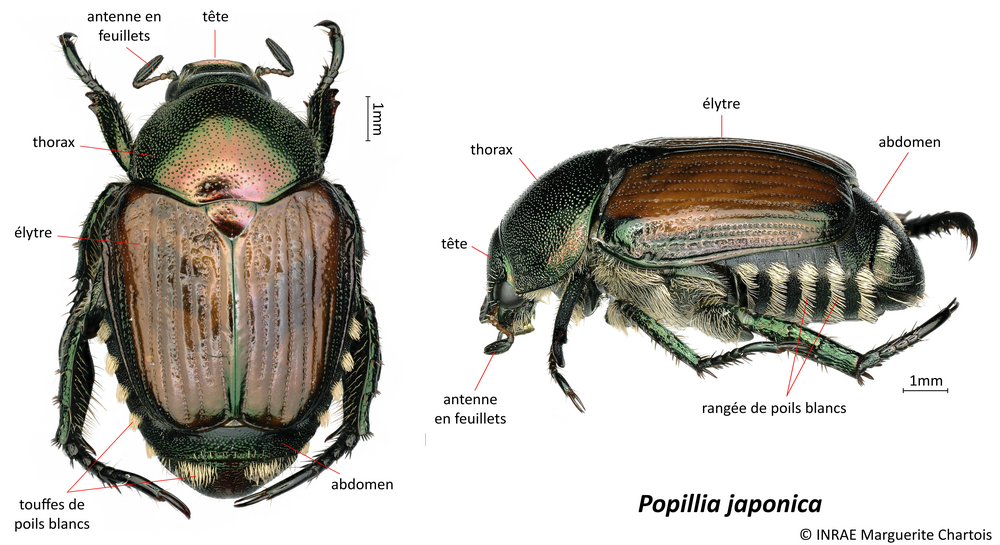 Popillia japonica