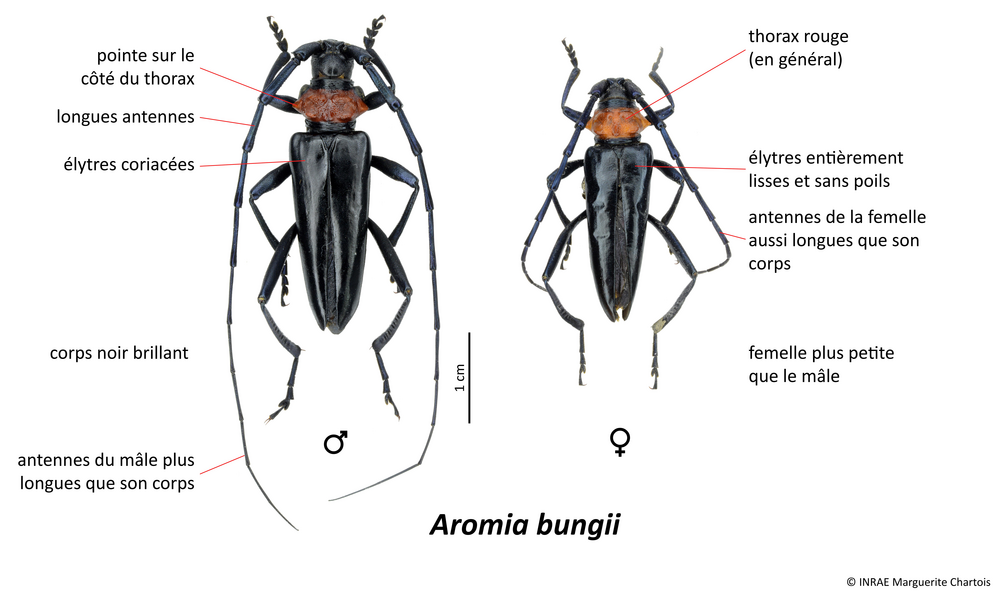 Aromia bungii Aromia bungii