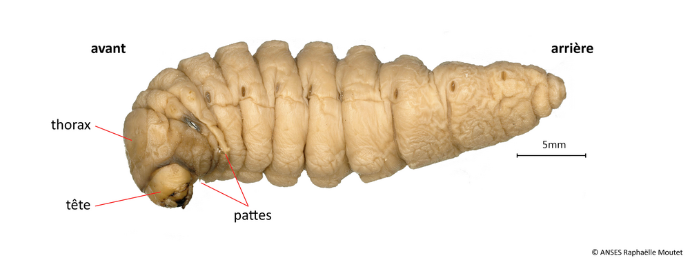 Aromia bungii Aromia bungii