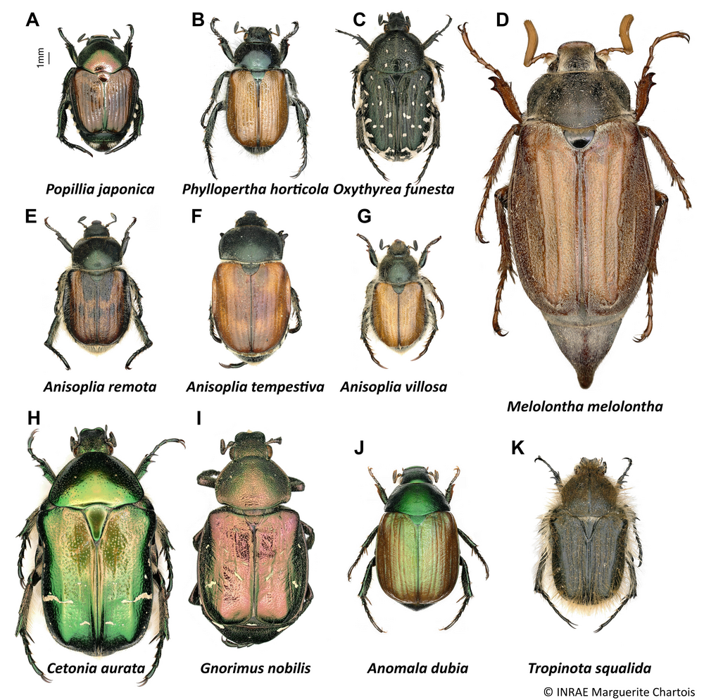 Popillia japonica Popillia japonica
