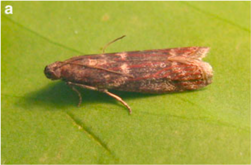 Cryptoblabes gnidiella