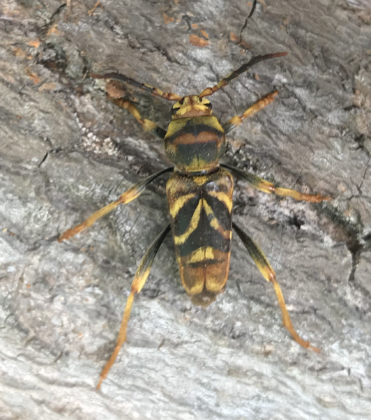 Xylotrechus chinensis